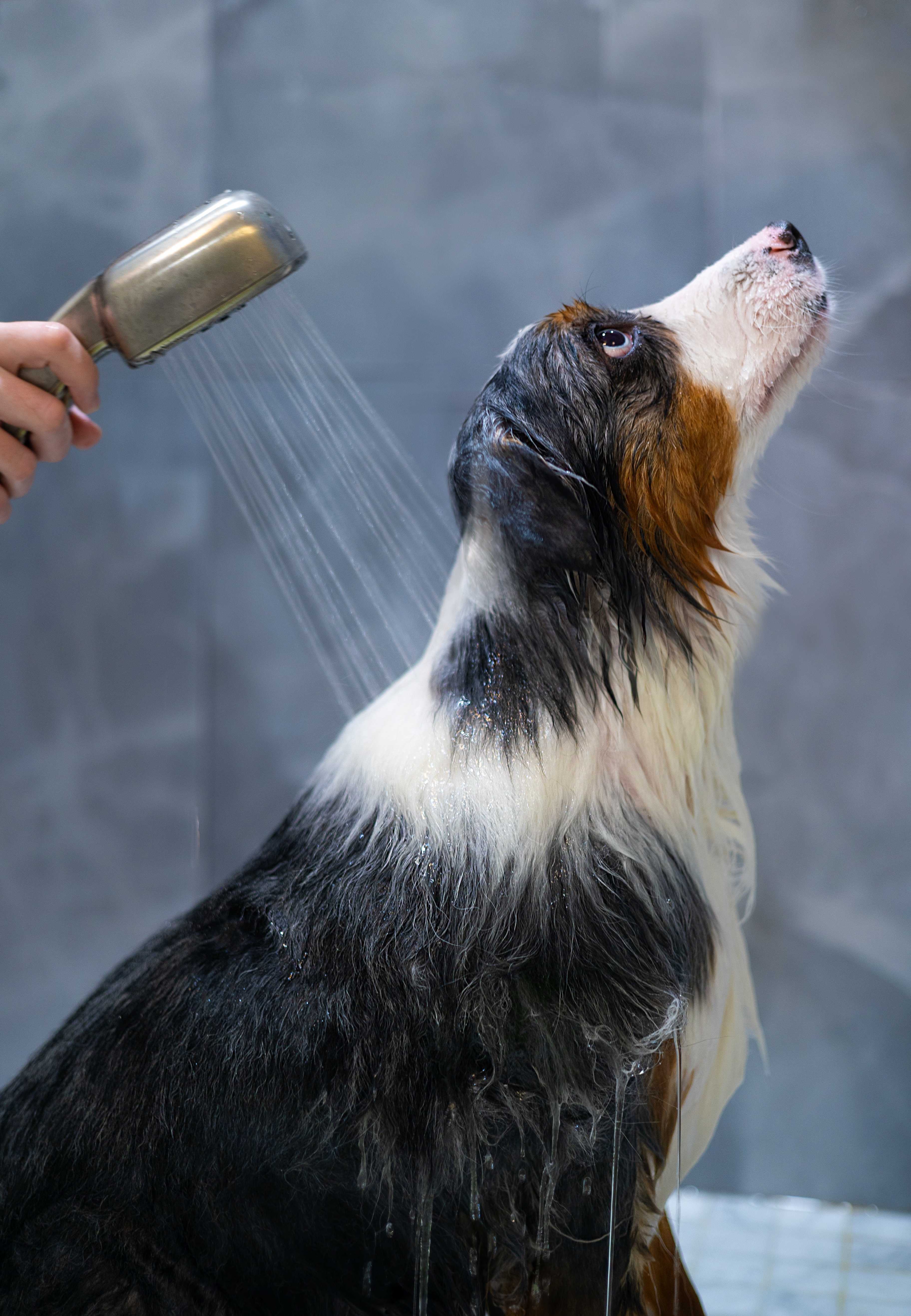 A dog being washed in a dog wash station.